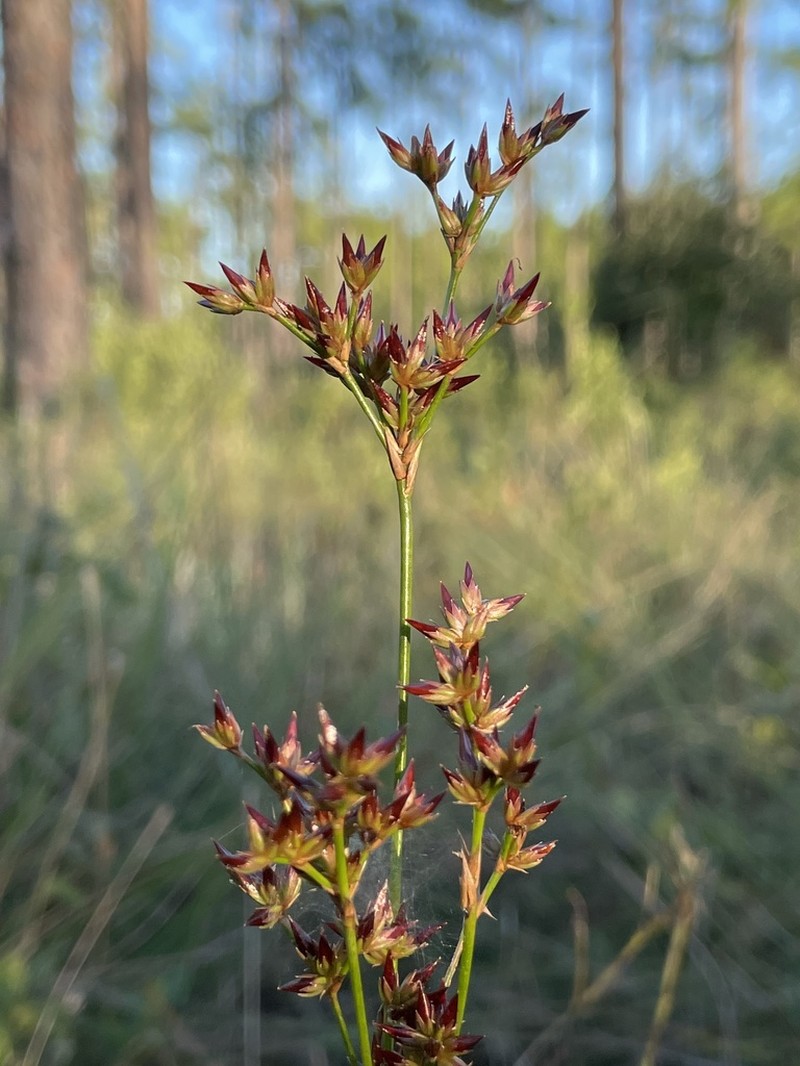 Redpod Rush photo 5