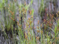 Narrowpanicle Rush