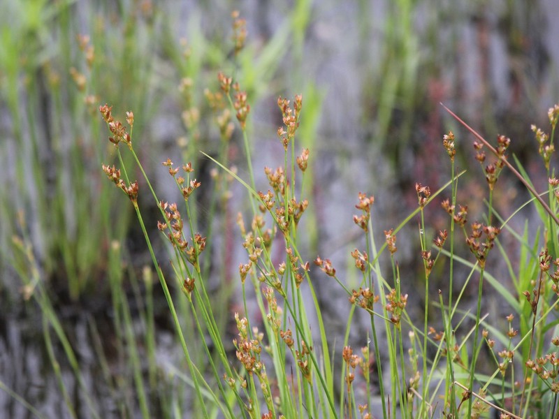 Narrowpanicle Rush