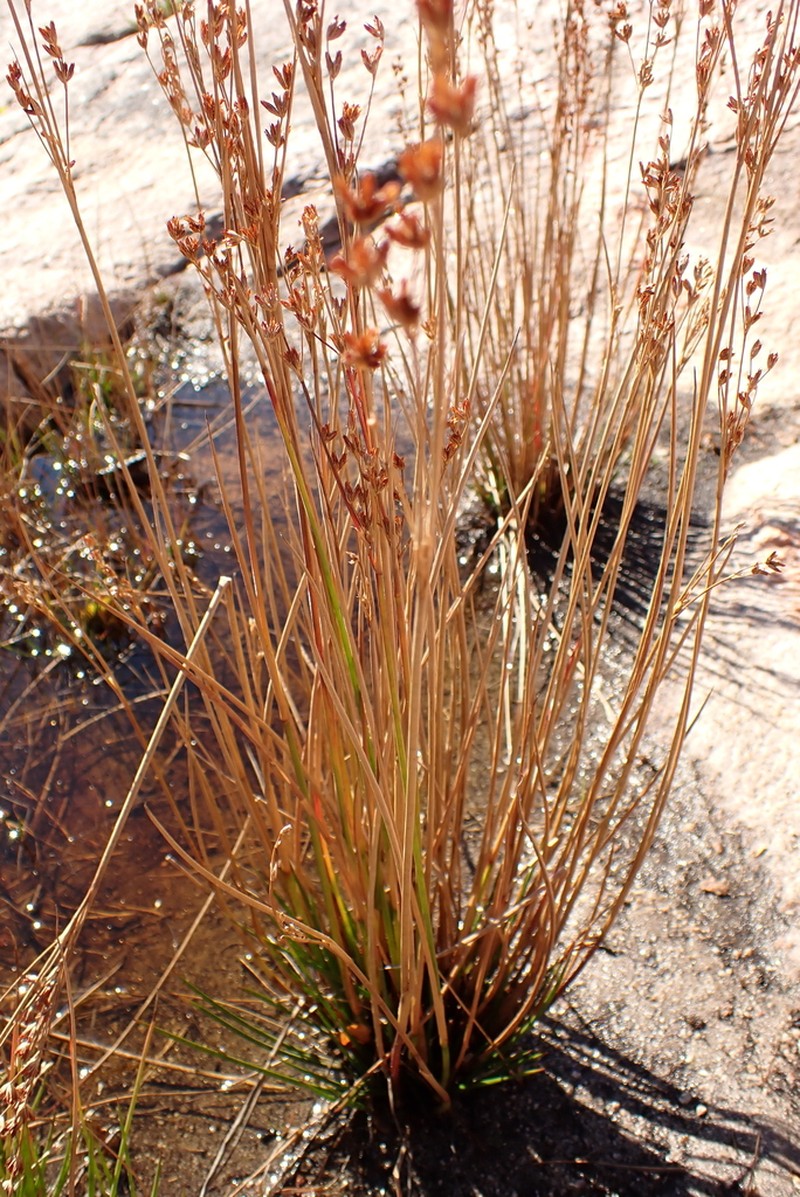 Narrowpanicle Rush photo 2