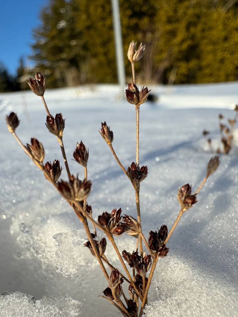 Narrowpanicle Rush photo 3