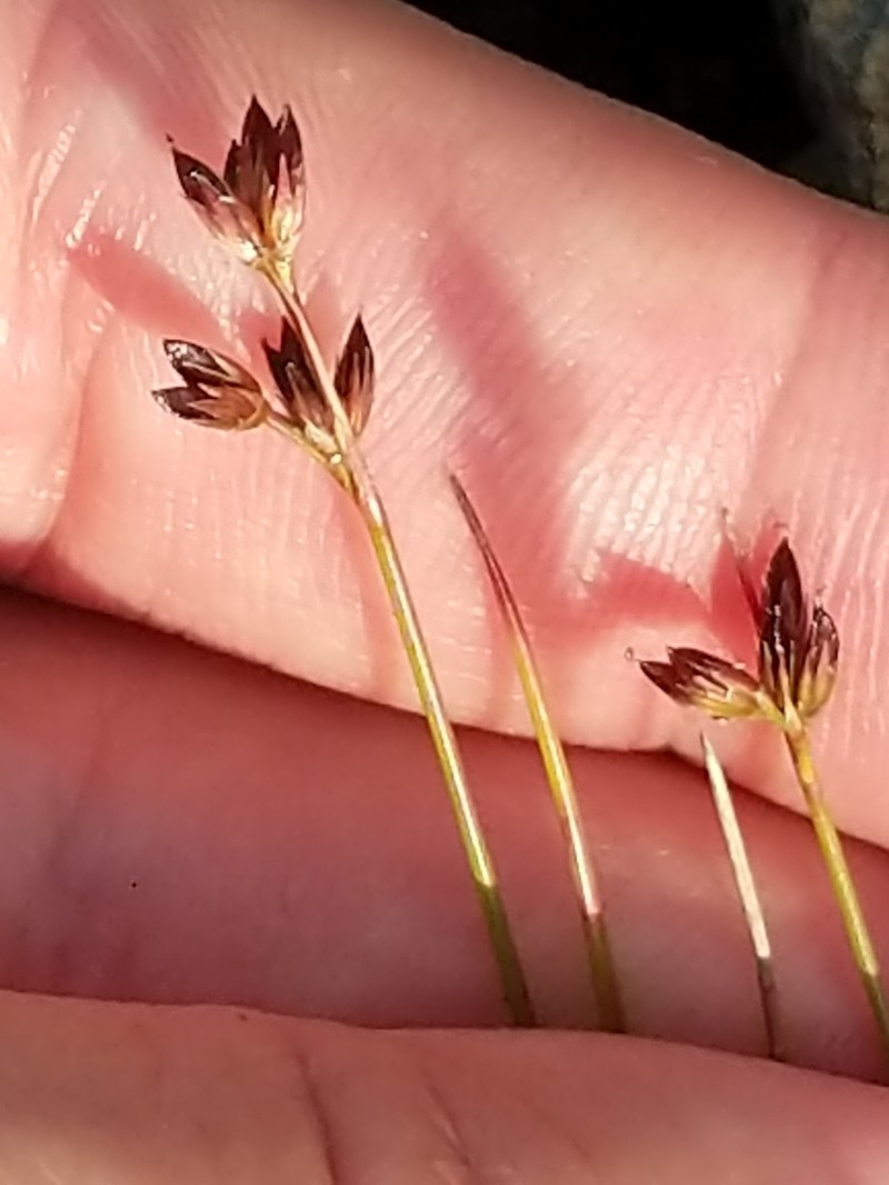 Narrowpanicle Rush photo 4