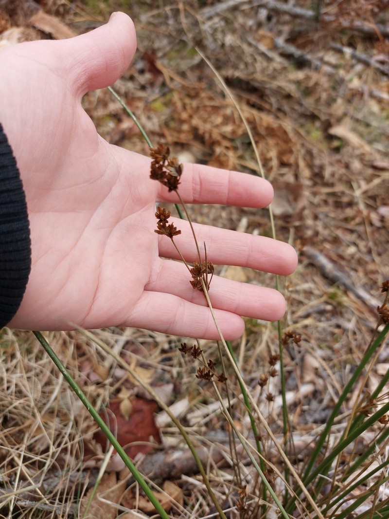 Narrowpanicle Rush photo 5