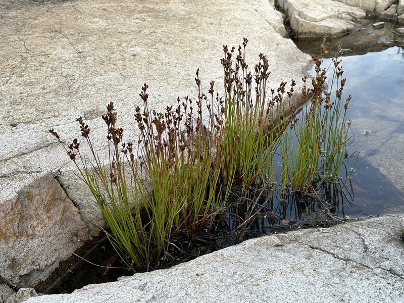 Narrowpanicle Rush photo 6