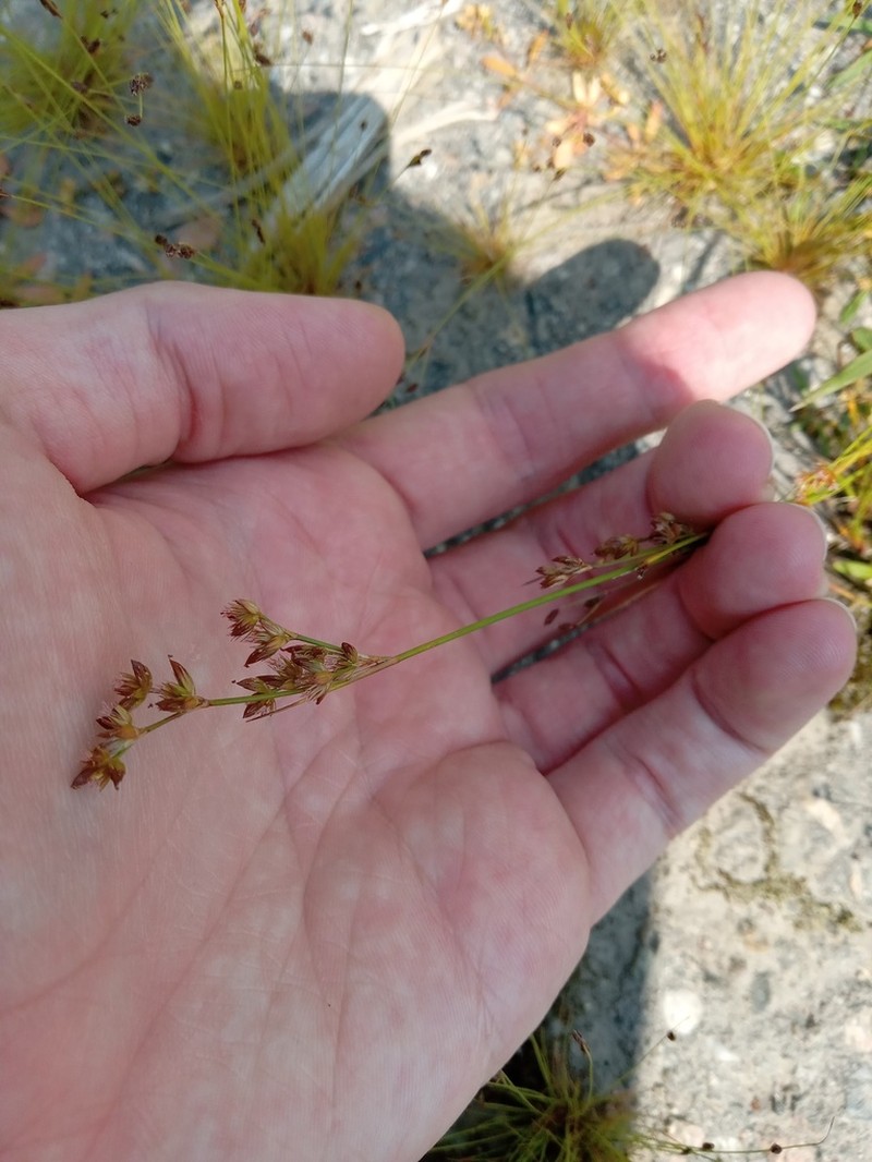 Narrowpanicle Rush photo 7