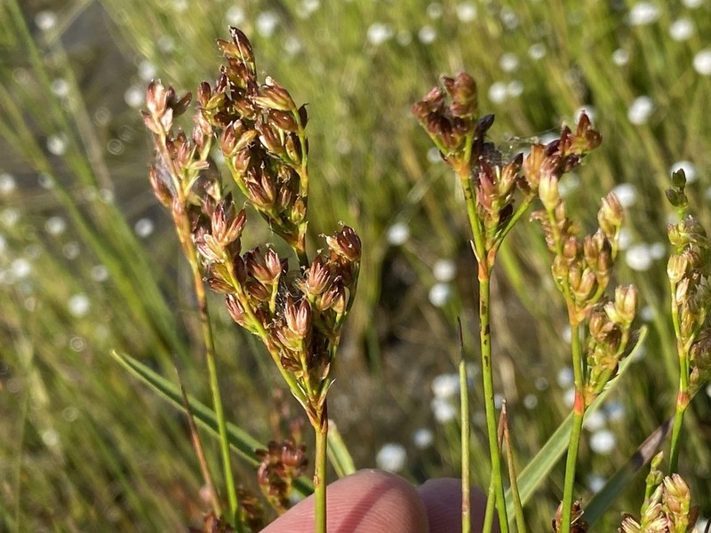 Narrowpanicle Rush photo 8