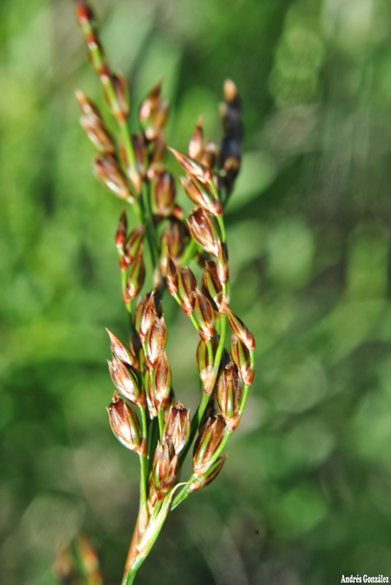 Juncus uruguensis