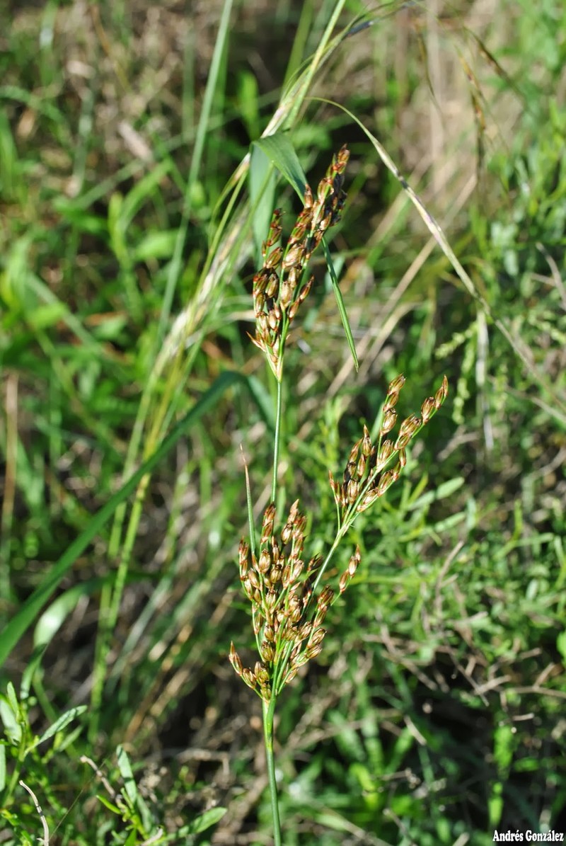 Juncus uruguensis photo 2