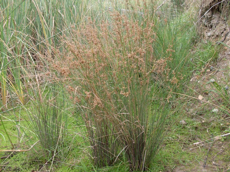 Juncus usitatus