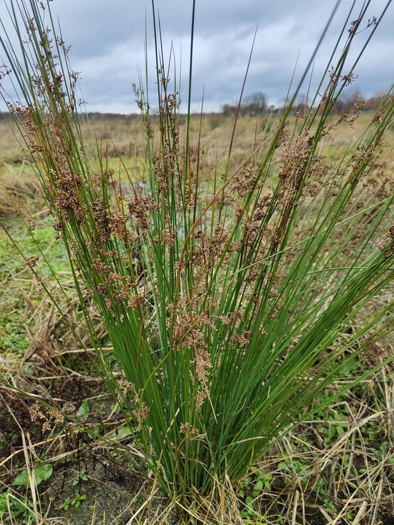Juncus usitatus photo 2