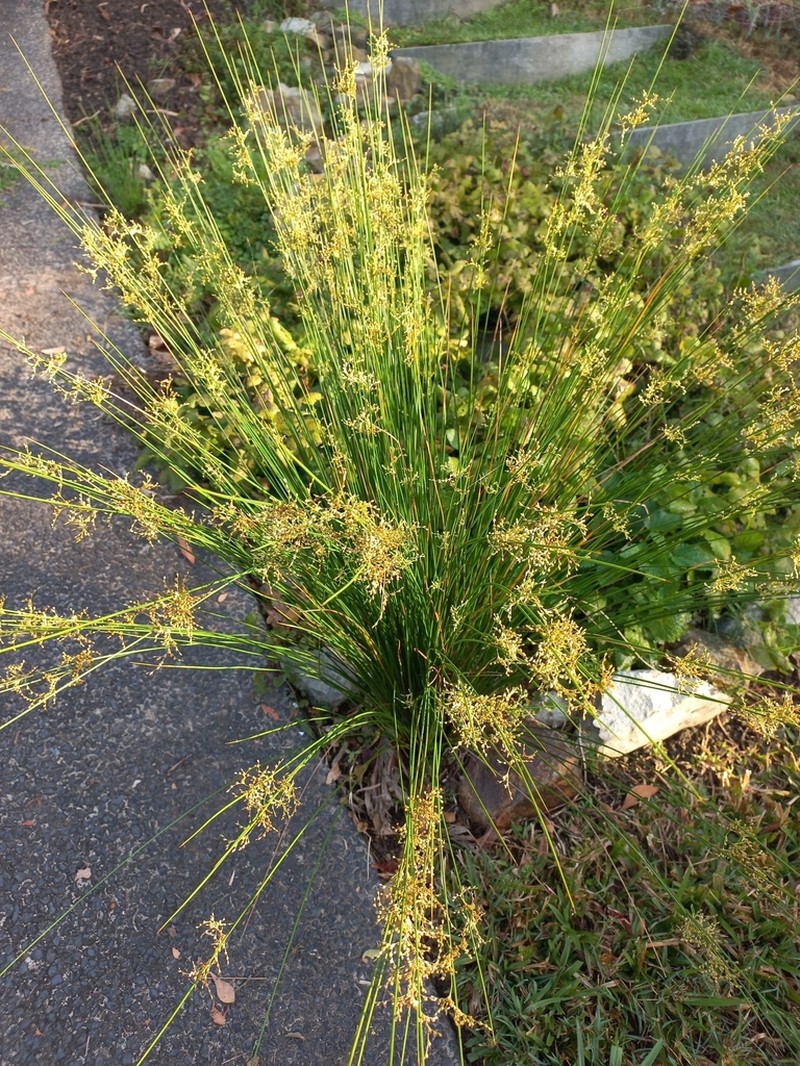 Juncus usitatus photo 3