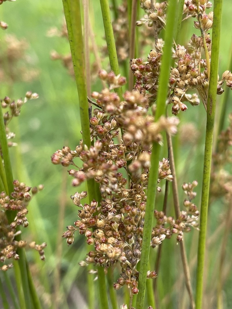 Juncus usitatus photo 4