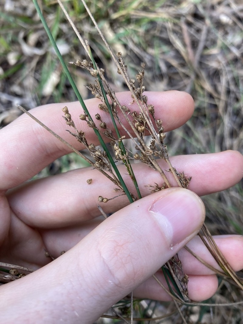 Juncus usitatus photo 5