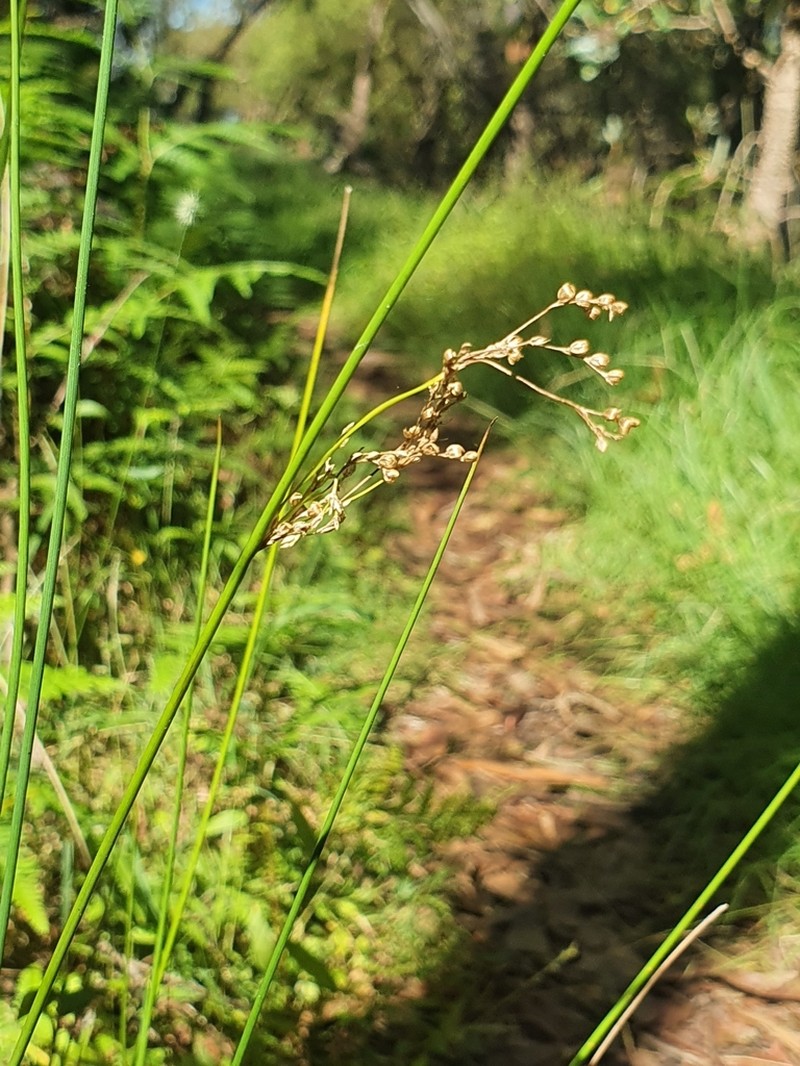 Juncus usitatus photo 6