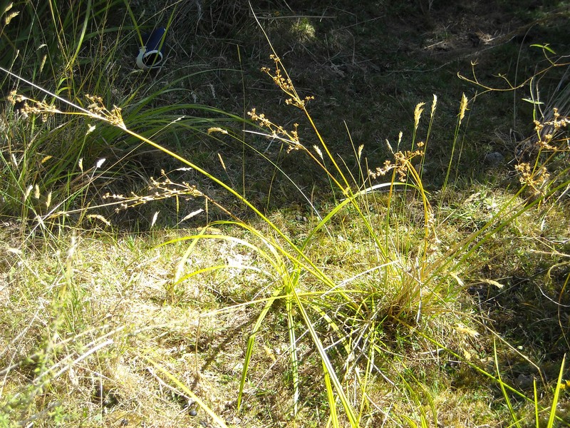 Juncus vaginatus