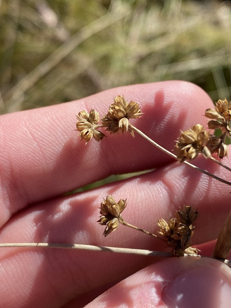 Juncus vaginatus photo 2