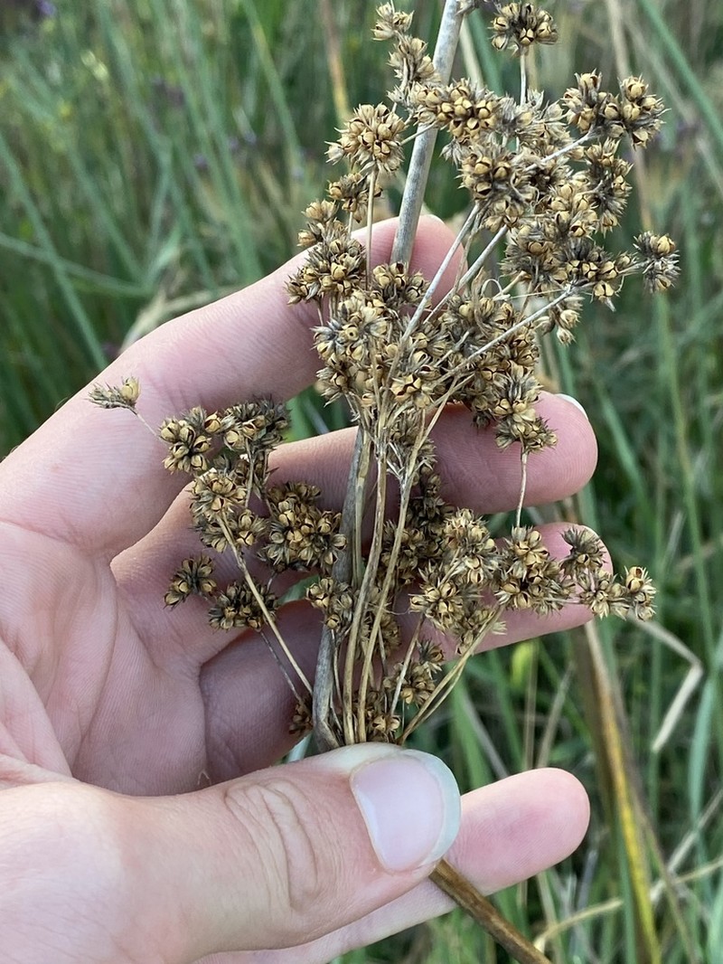 Juncus vaginatus photo 4