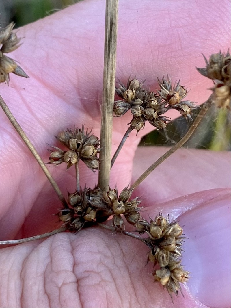 Juncus vaginatus photo 5