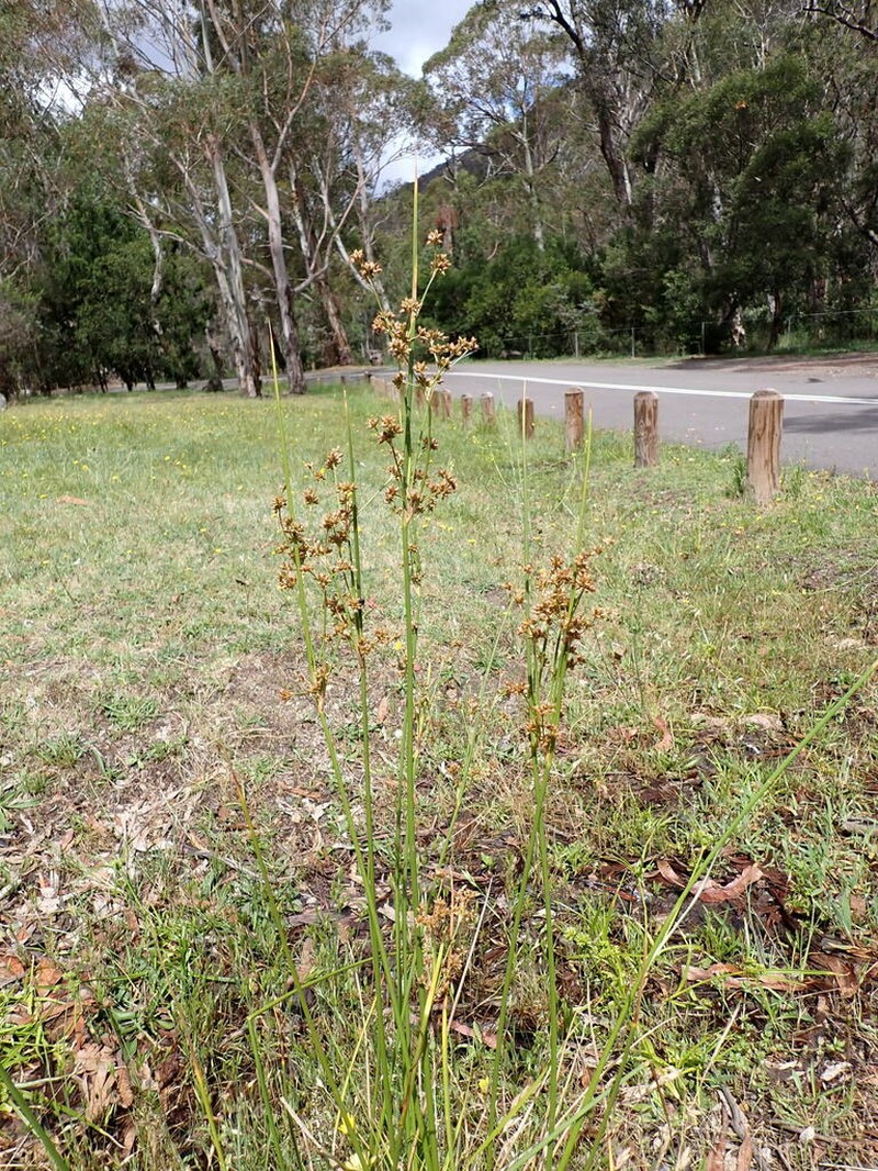 Juncus vaginatus photo 6