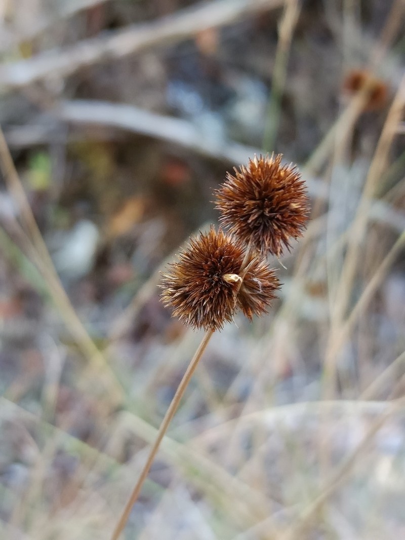 Juncus valvatus
