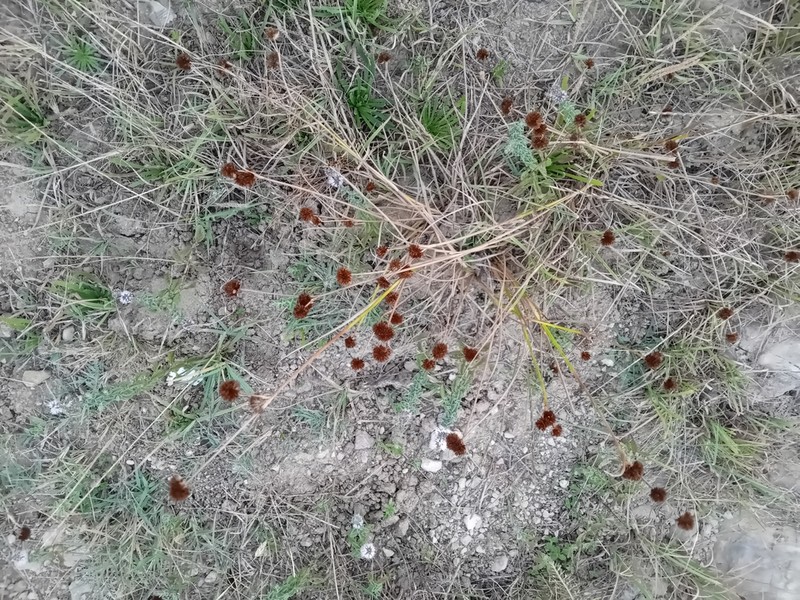 Juncus valvatus photo 2