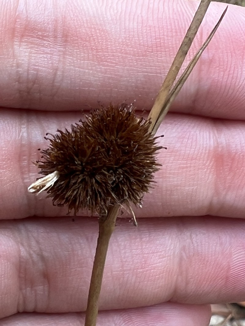 Juncus valvatus photo 3