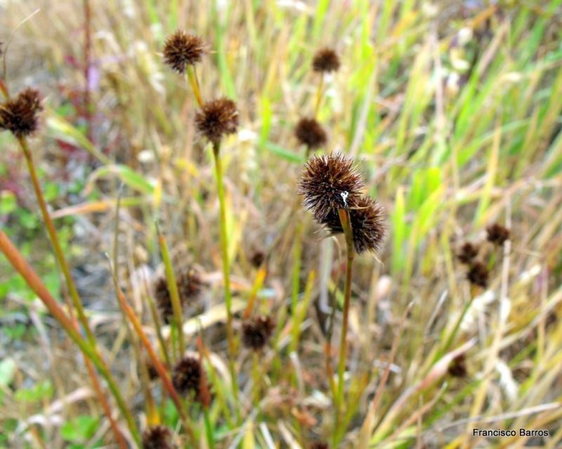 Juncus valvatus photo 4