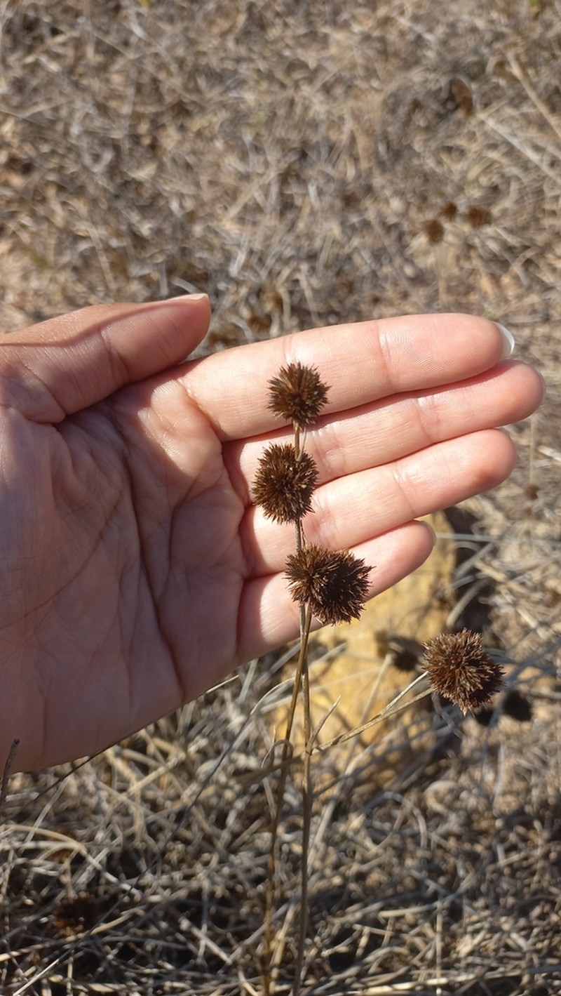 Juncus valvatus photo 6