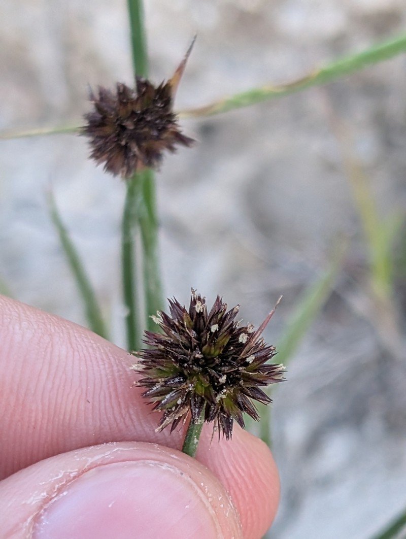 Juncus valvatus photo 7