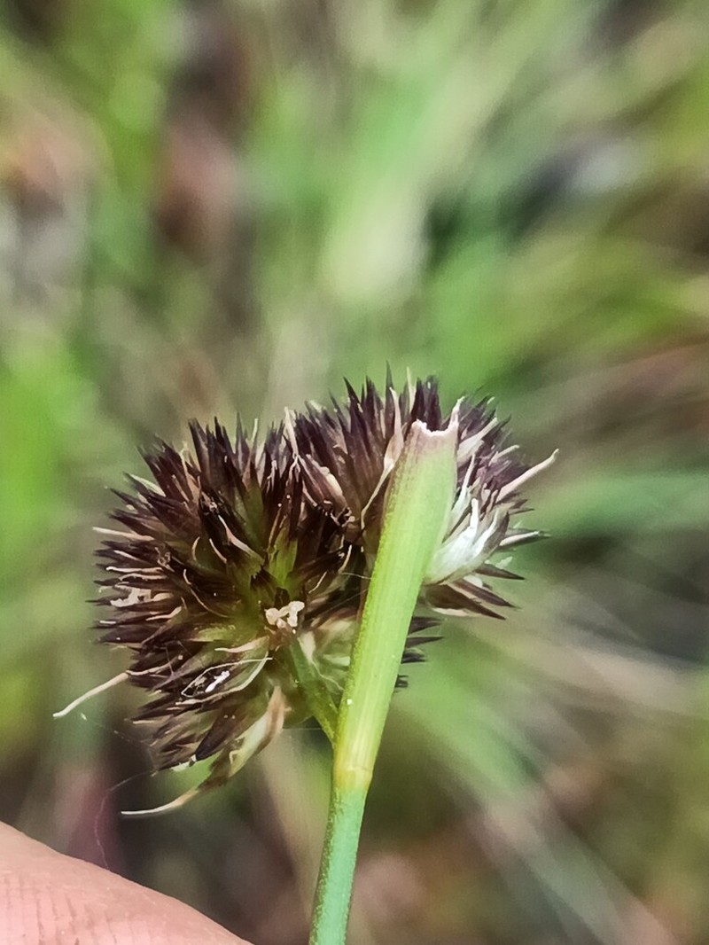 Juncus valvatus photo 8