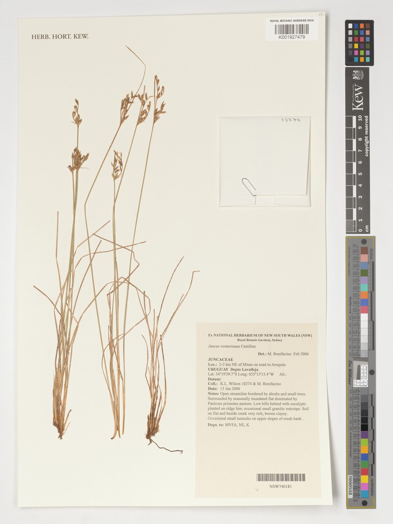 Juncus venturianus