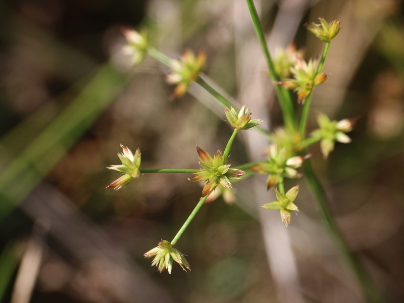 Juncus wallichianus photo 2