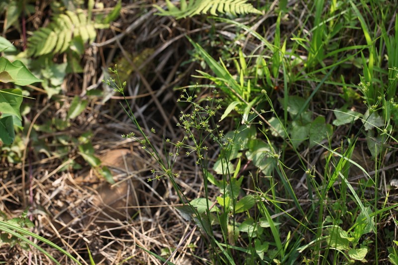 Juncus wallichianus photo 3
