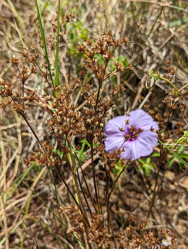 Juncus wallichianus photo 4