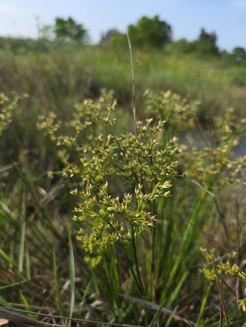Juncus wallichianus photo 5