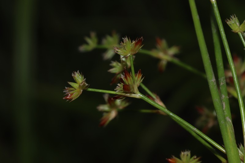 Juncus wallichianus photo 6