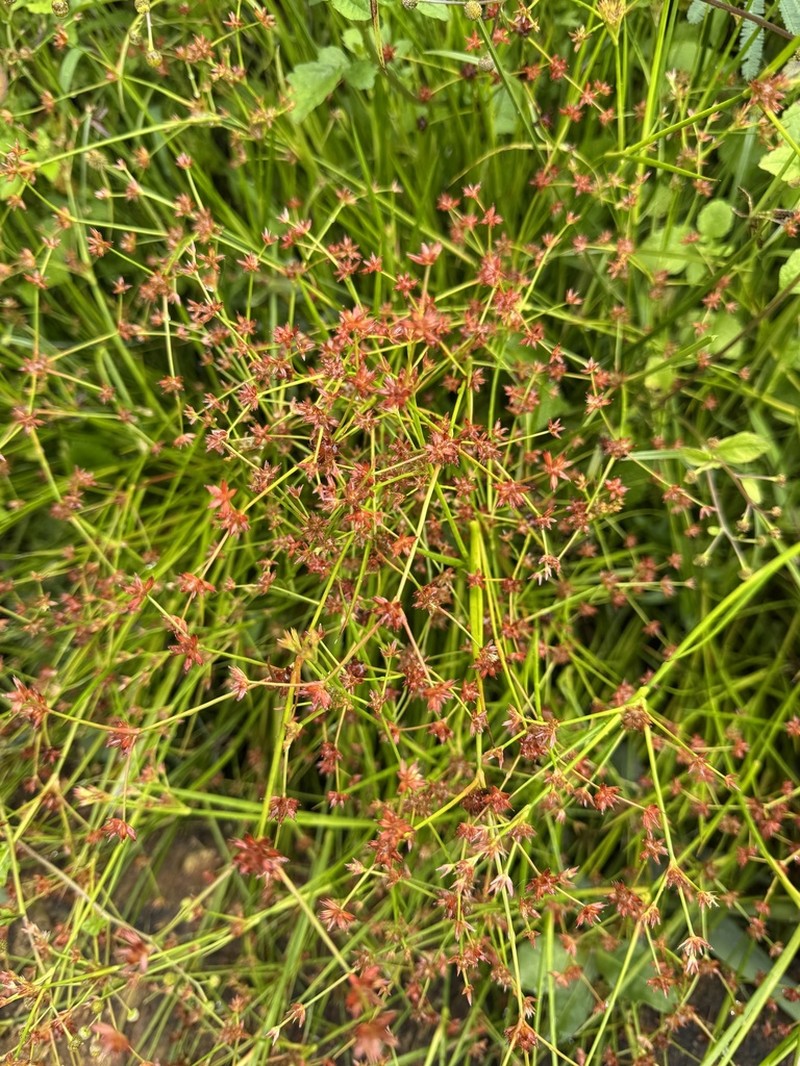 Juncus wallichianus photo 7