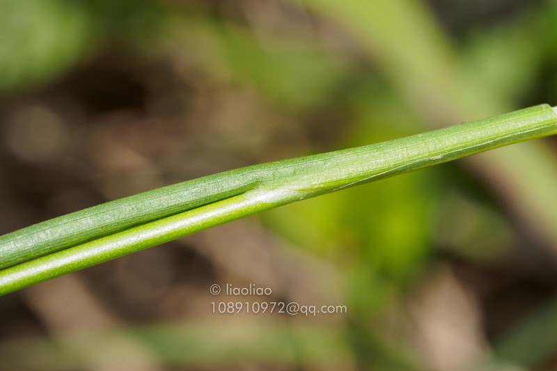 Juncus wallichianus photo 8