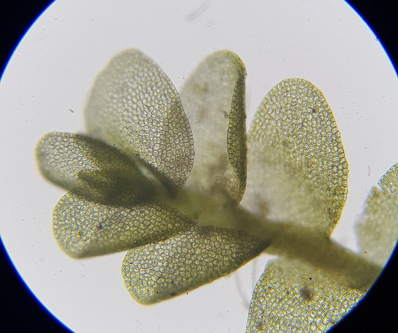 Jungermannia atrovirens