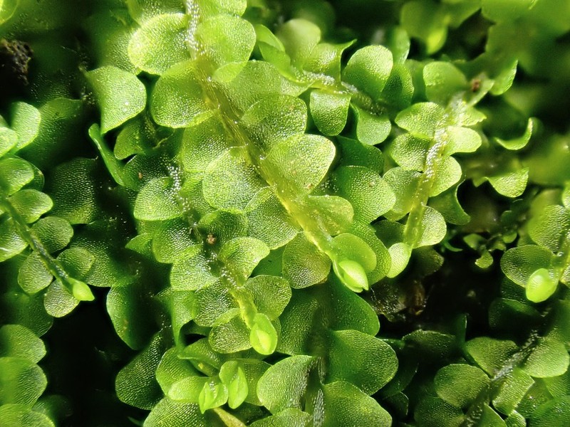 Jungermannia atrovirens