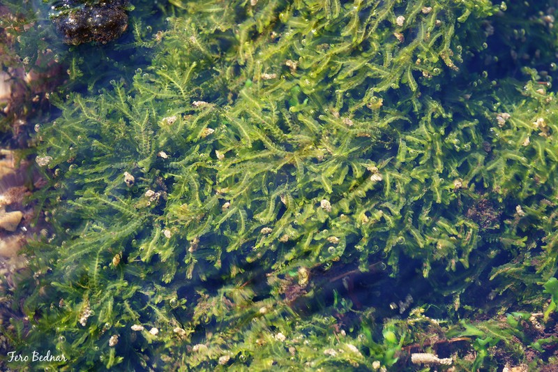 Jungermannia atrovirens photo 2