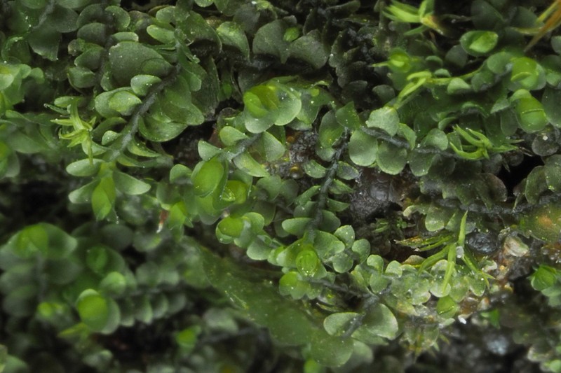 Jungermannia atrovirens photo 3
