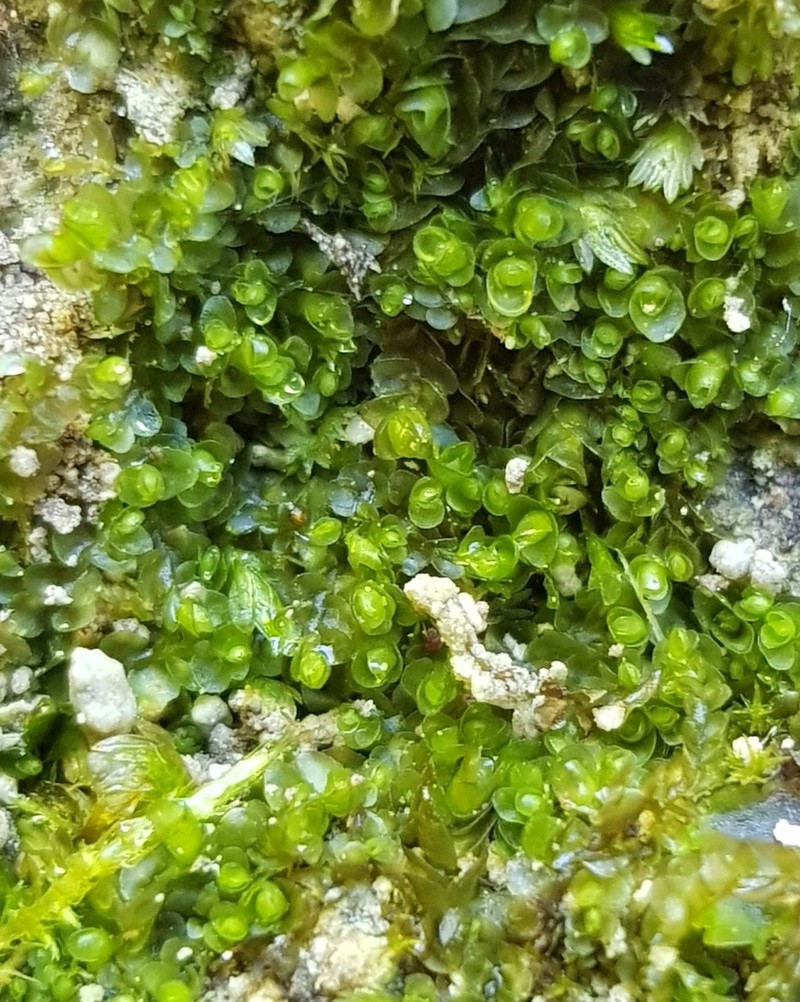 Jungermannia atrovirens photo 4