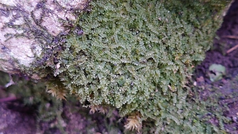 Jungermannia atrovirens photo 6