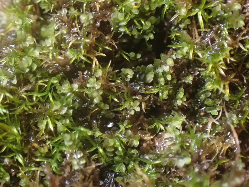 Jungermannia atrovirens photo 7