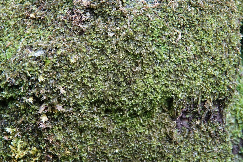 Jungermannia atrovirens photo 8