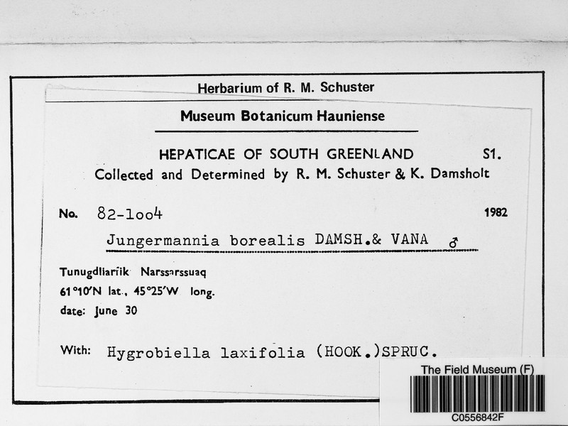 Jungermannia borealis