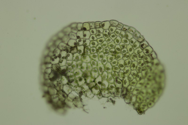Jungermannia caespiticia