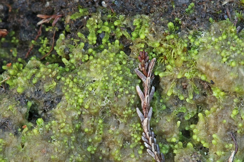 Jungermannia caespiticia photo 2