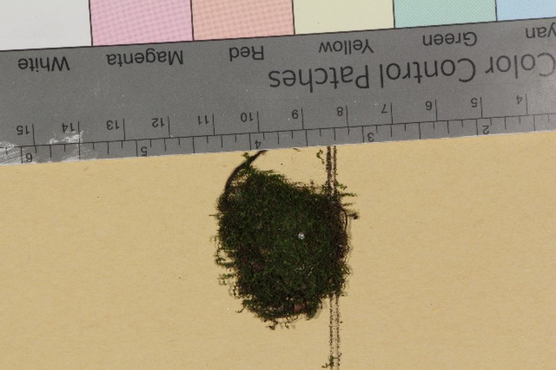 Jungermannia caespiticia photo 3